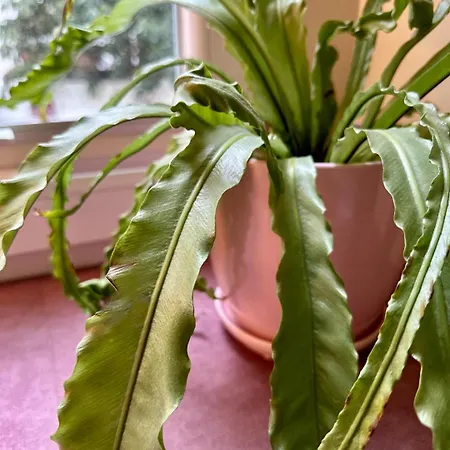 Hidden Garden アパート *