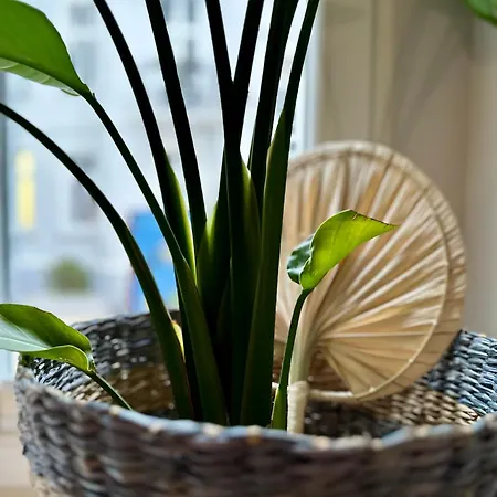 Apartman Hidden Garden