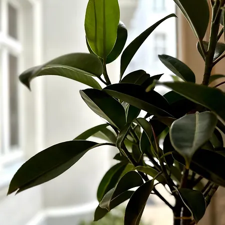 Apartman Hidden Garden Łódź