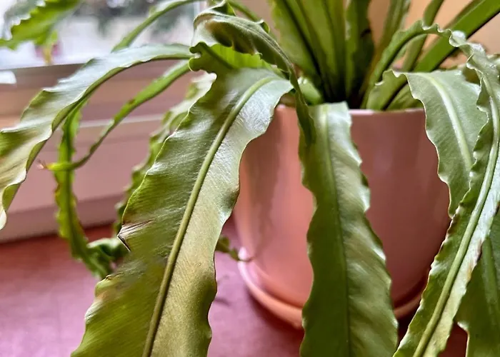 Hidden Garden Daire *