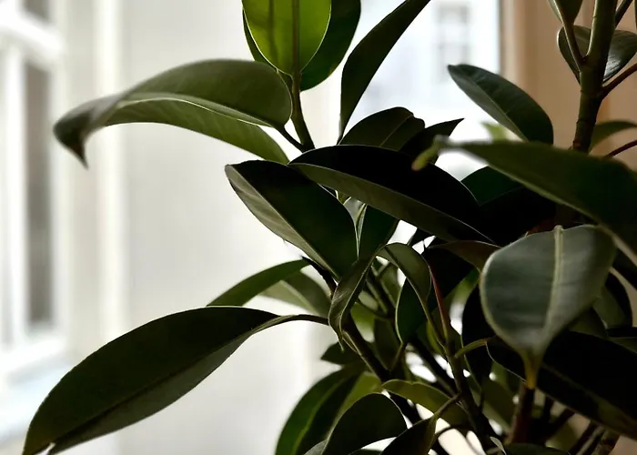 Apartament Hidden Garden Łódź